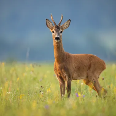 ein Rehbock