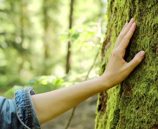 Eine Hand berührt einen Baumstamm