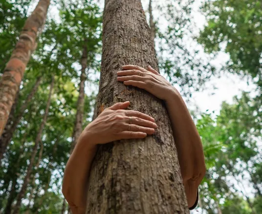 Hände umarmen einen Baum